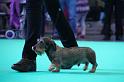 Crufts_dachshunds 104